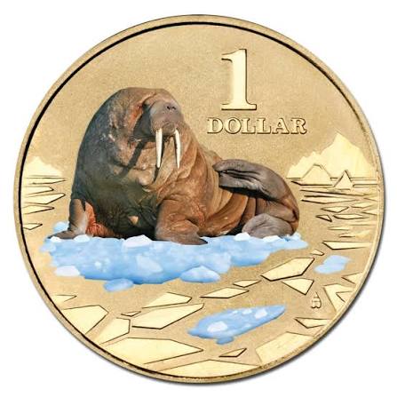 2013 $1 Walrus Polar Animals Series Carded Coin - Mintage: 10,002